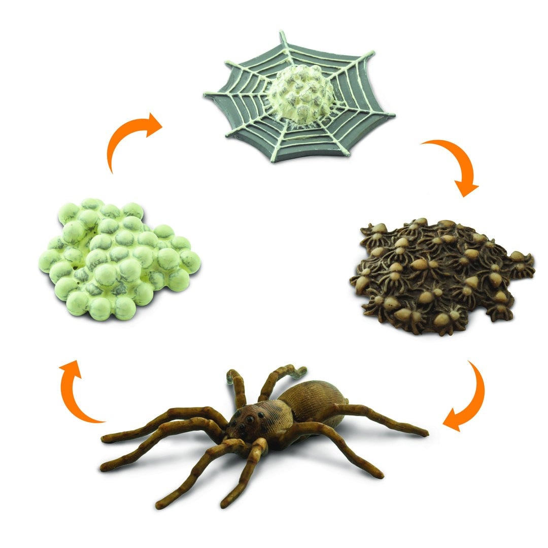 Life cycle of a spider