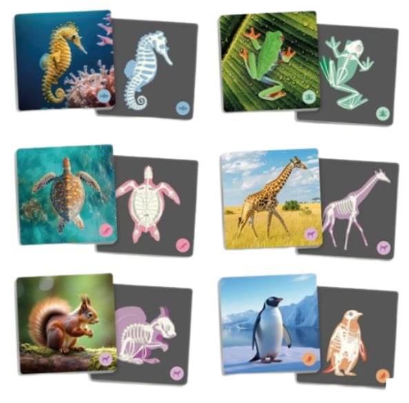 Maxi memo Vertebrates and their skeletons