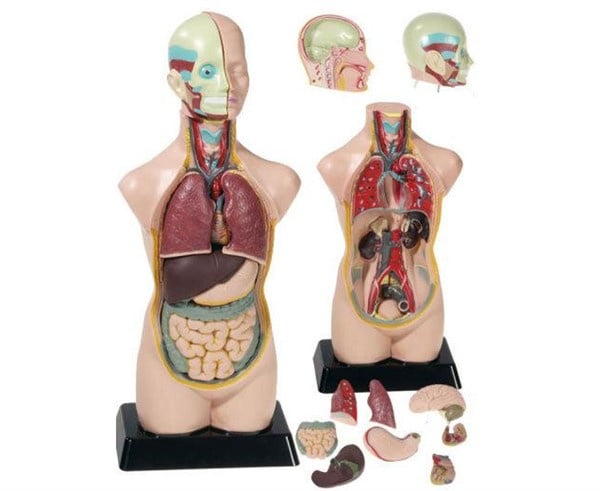 Anatomie Torso 50 cm