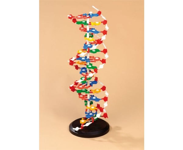 Anatomie DNA model groot, hoogte 60 cm