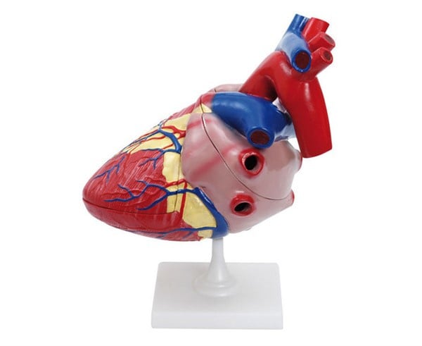 Anatomie Hart model groot