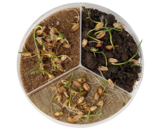 Petri dishes with 3 partitions, 3 pieces