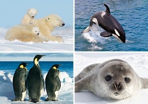 Polar Animals Reward Charts