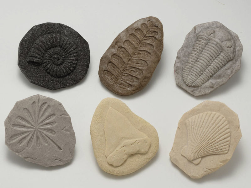 Fossil research kit