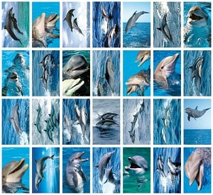Dolphin Reward Stickers