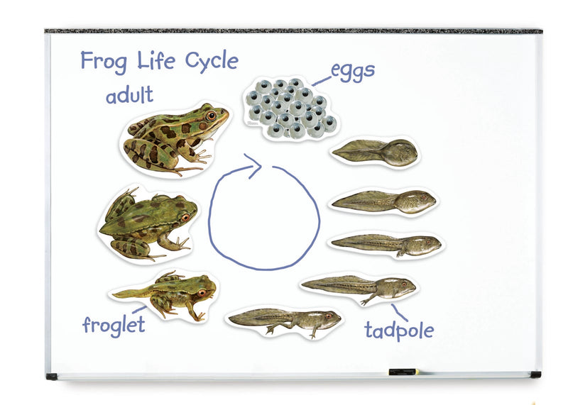 Giant Magnetic Frog Life Cycle