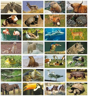 Reward Stickers Assorted Animals