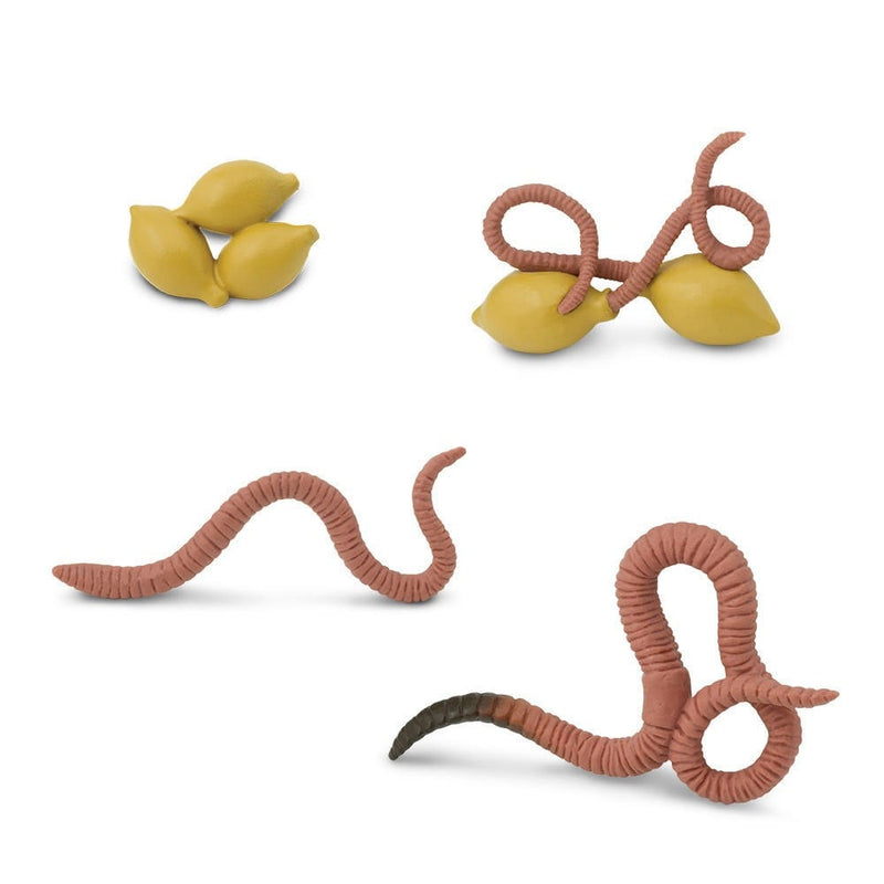 Levenscyclus van een regenworm