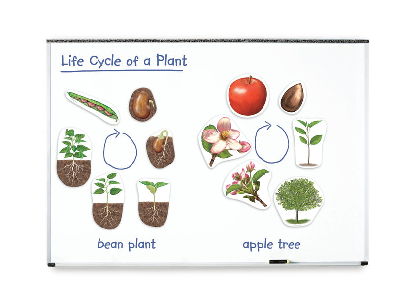 Giant Magnetic Life Cycle of a Plant