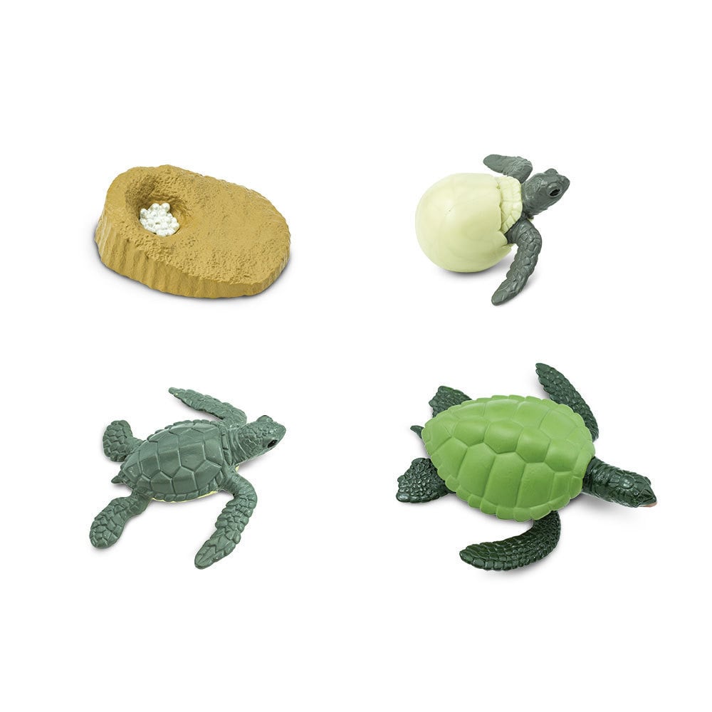 Lifecycle of a sea turtle