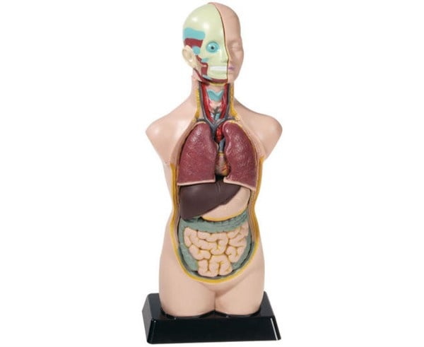 Anatomie Torso 50 cm