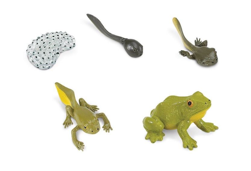 Life cycle of a frog