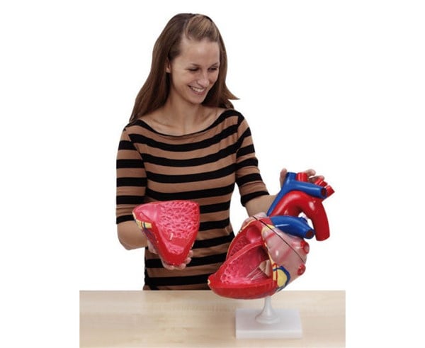 Anatomie Hart model groot