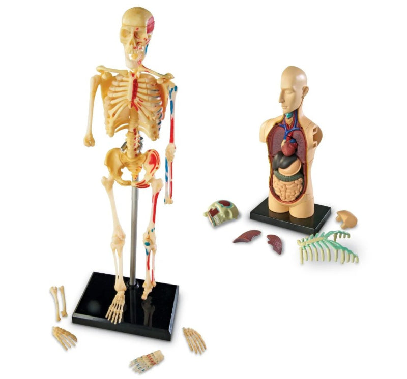 Set anatomie modellen, 4-delig