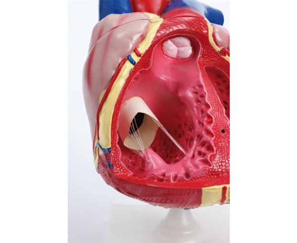 Anatomy Heart Model Large