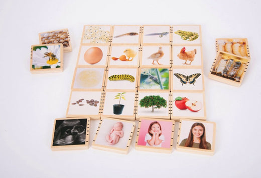 Tickit Wooden Life Cycle Tiles