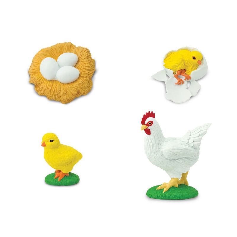 Chicken life cycle