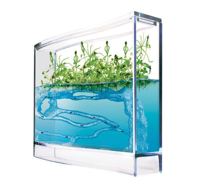 Antquarium - Mieren terrarium
