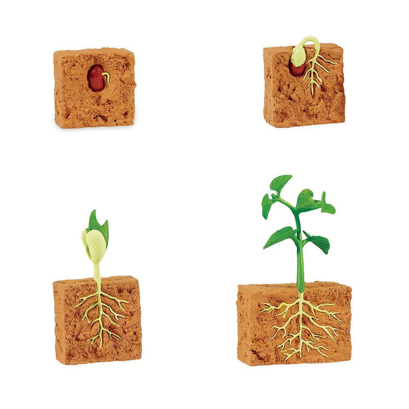 Life Cycle of a Bean Plant