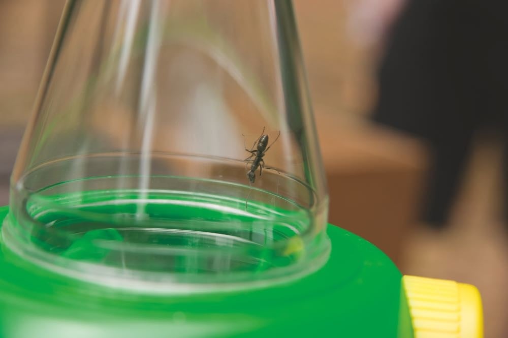 Twee-weg insecten kijker