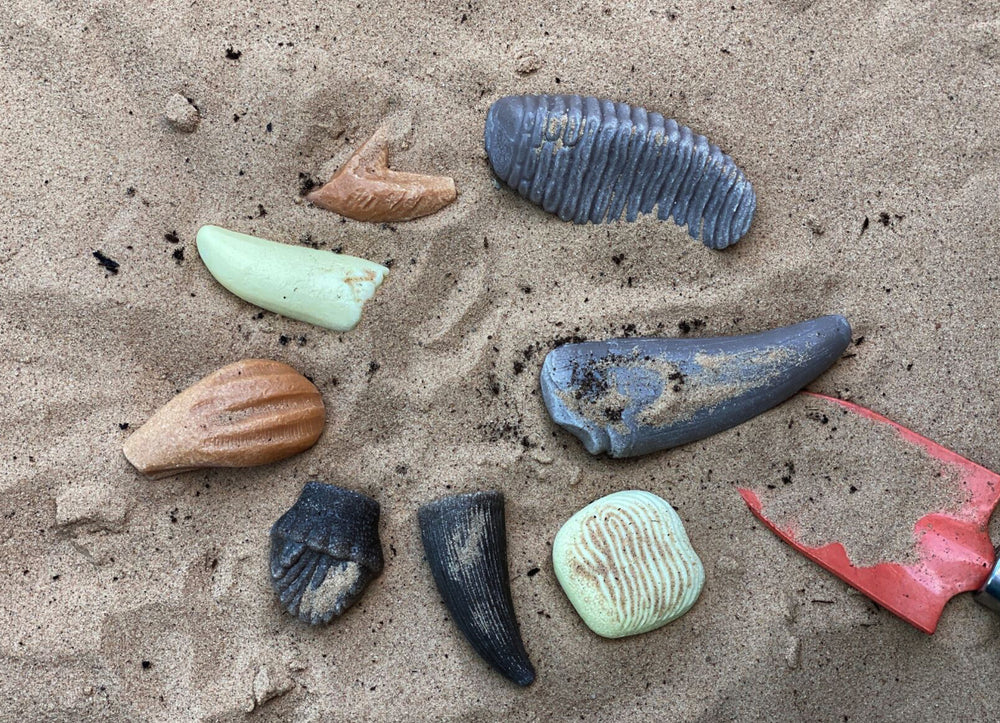Onderzoekset de prehistorische tanden