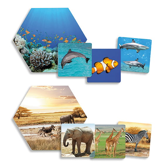 Where do the animals live?
