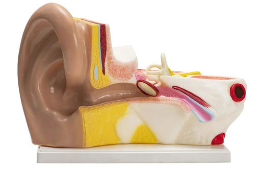 Anatomie Reuze model menselijk oor