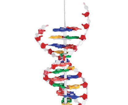 Anatomie DNA model groot, hoogte 60 cm