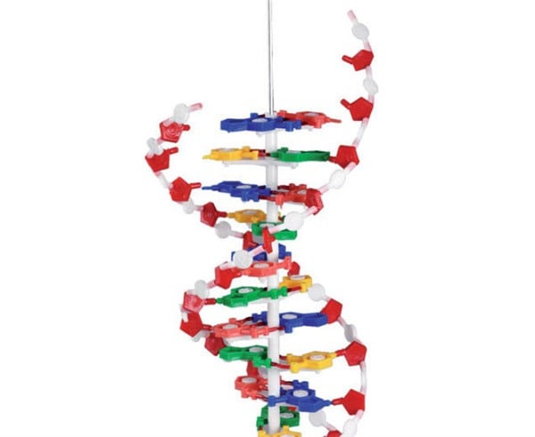 Anatomie DNA model groot, hoogte 60 cm