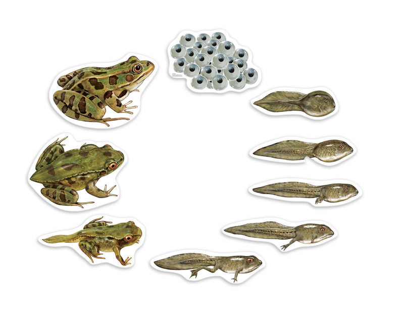 Giant Magnetic Frog Life Cycle