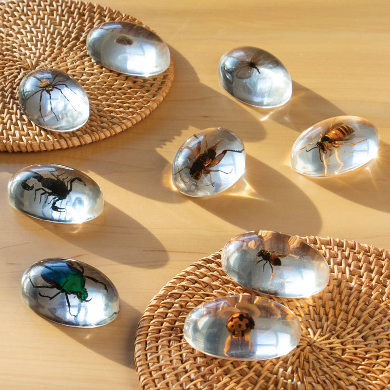 Guidecraft Translucent Discovery Stones - Insects - Creepy Crawlies