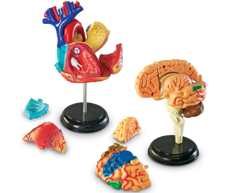 Set anatomie modellen, 4-delig