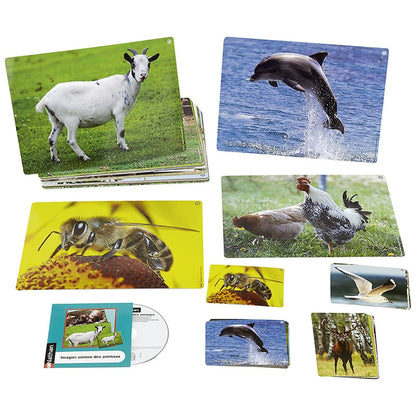 Picture book with animal sounds