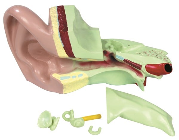 Anatomy The ear