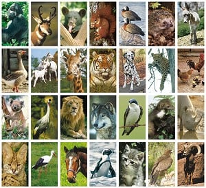 Reward Stickers Assorted Animals