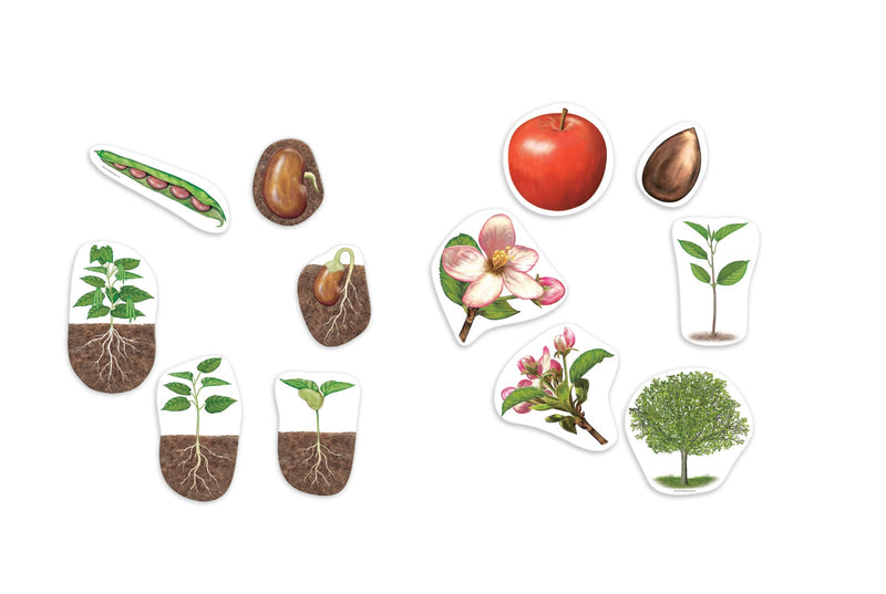 Giant Magnetic Life Cycle of a Plant