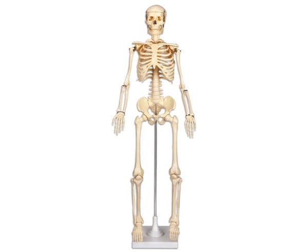 Anatomie Het skelet 80 cm