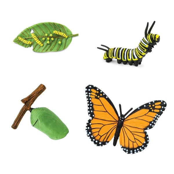 Life Cycle of a Butterfly