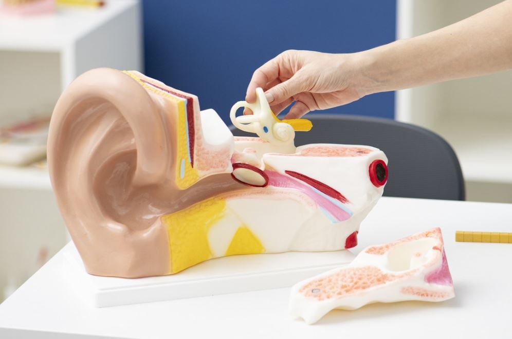 Anatomie Reuze model menselijk oor