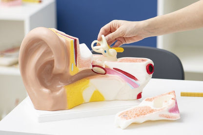 Anatomie Reuze model menselijk oor