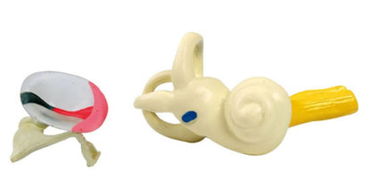 Anatomie Reuze model menselijk oor