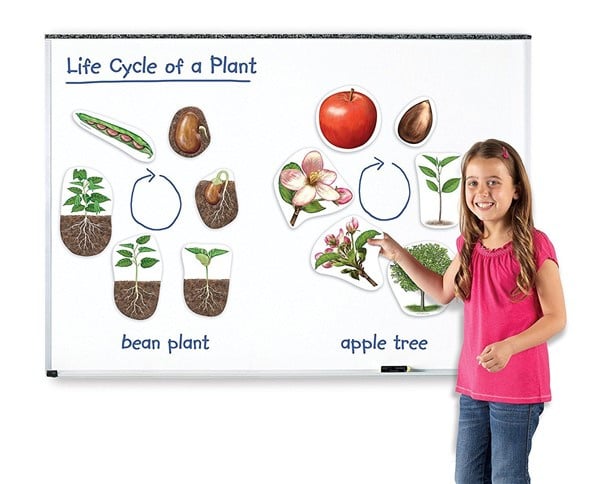 Giant Magnetic Life Cycle of a Plant