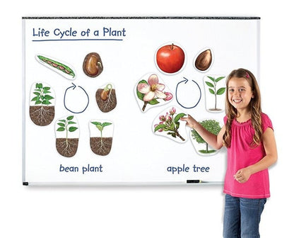 Giant Magnetic Life Cycle of a Plant