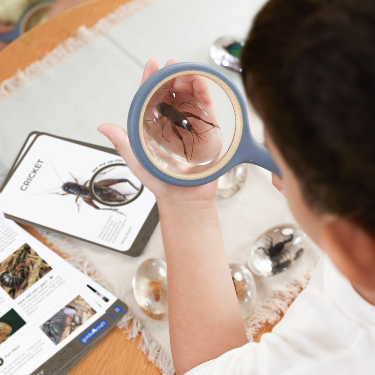Guidecraft Translucent Discovery Stones - Insects - Creepy Crawlies