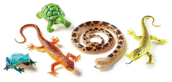 Jumbo Reptielen & Amfibieën