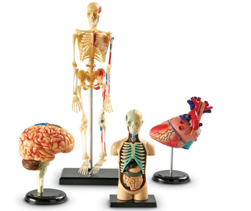 Set of anatomical models, 4-part