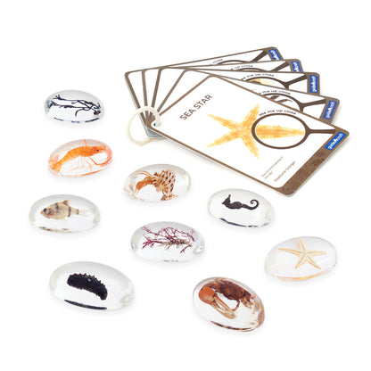 Guidecraft See-Through Discovery Stones - Sea Animals