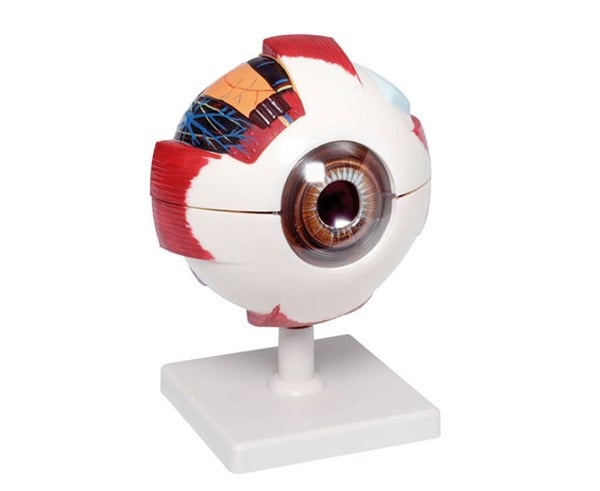 Anatomie Het oog 6 x vergroot