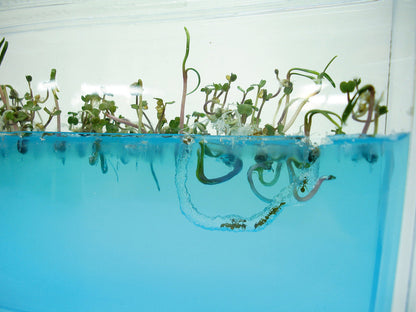 Antquarium - Mieren terrarium